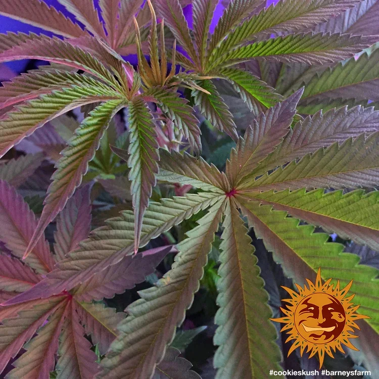 Cookies Kush