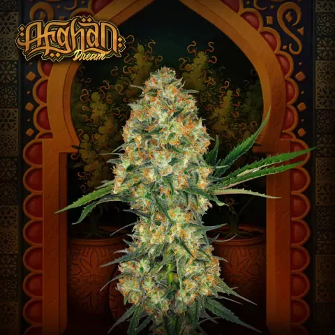 Afghan Dream 2