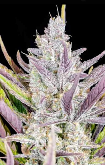 Wedding Glue 3