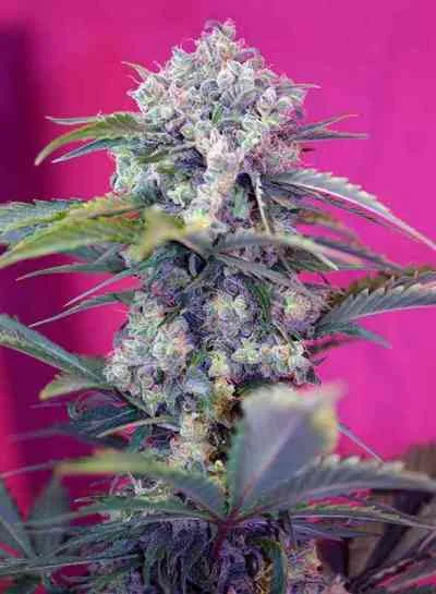 Cream Mandarine