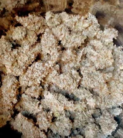 Critical Orange Punch 2