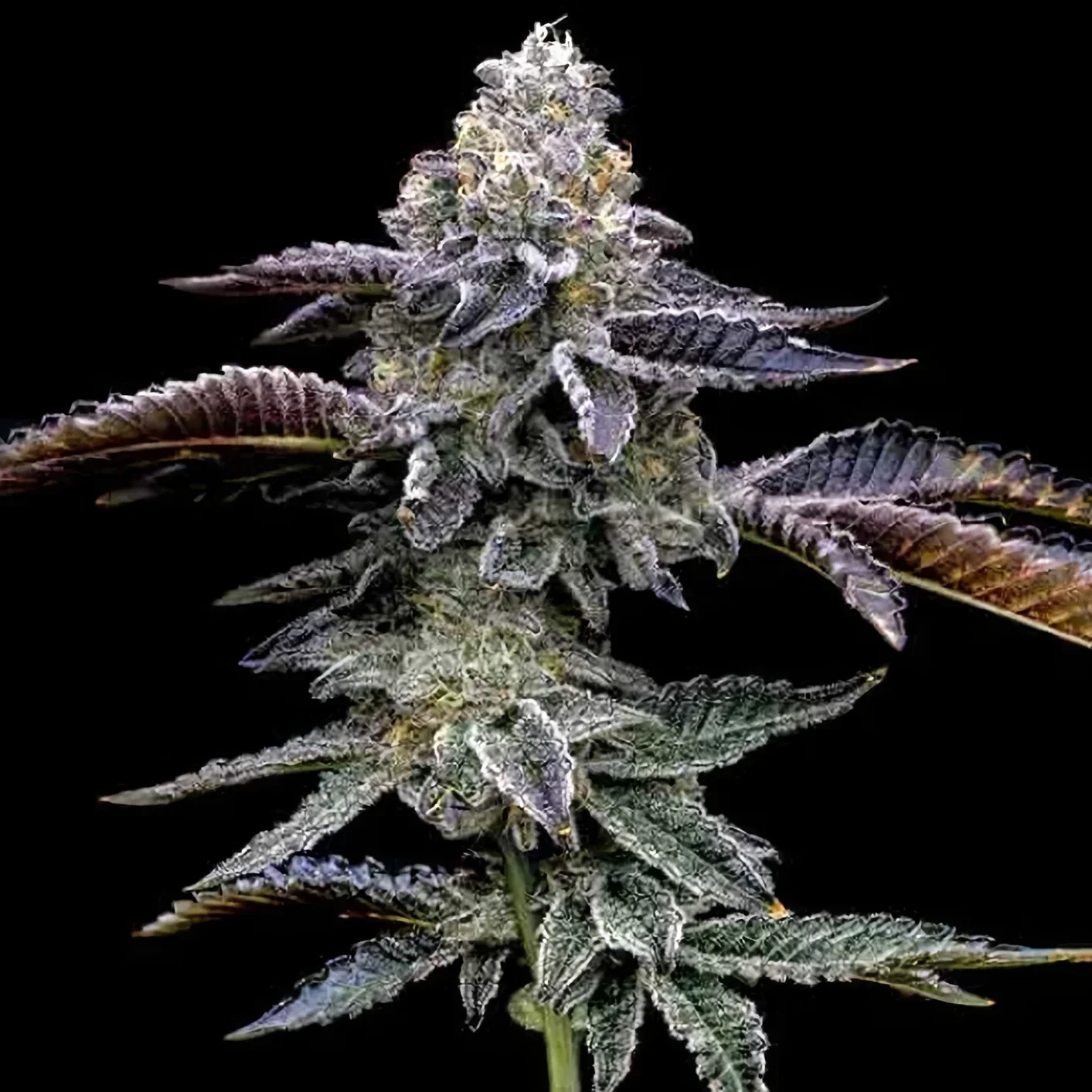 Blue Dream