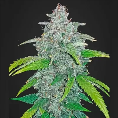 Blue Dream 4