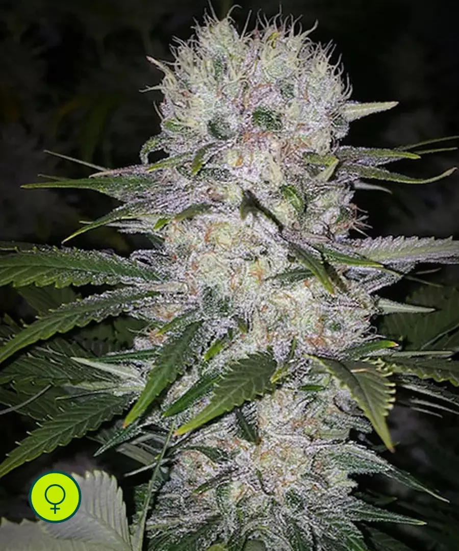Skunk Hero Rbx1 2