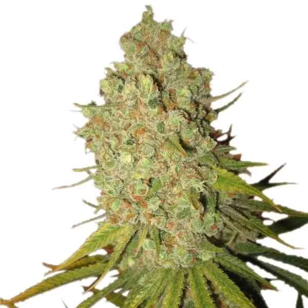 Special Kush 1 2