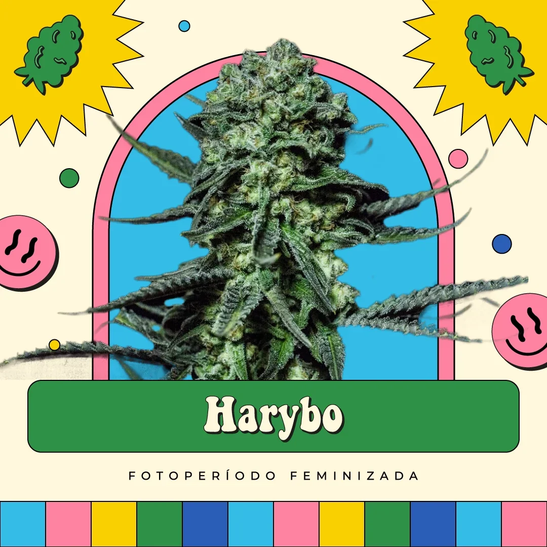 Harybo