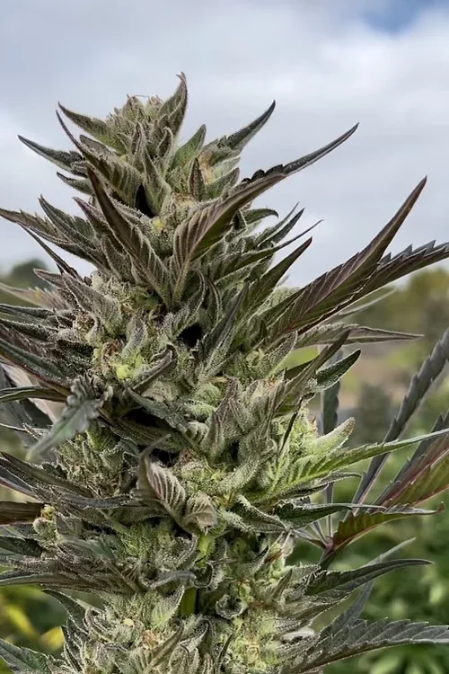 Sour Lime Tangie 4