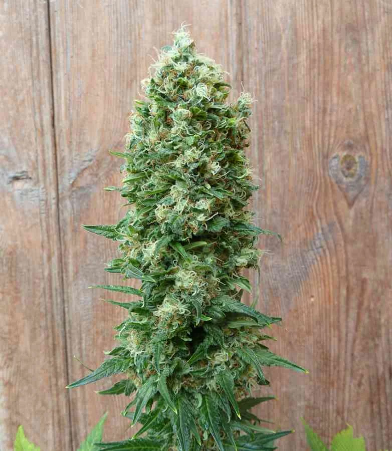 Gordo Master Kush 3