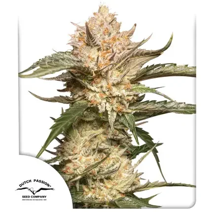 Trichome Cream