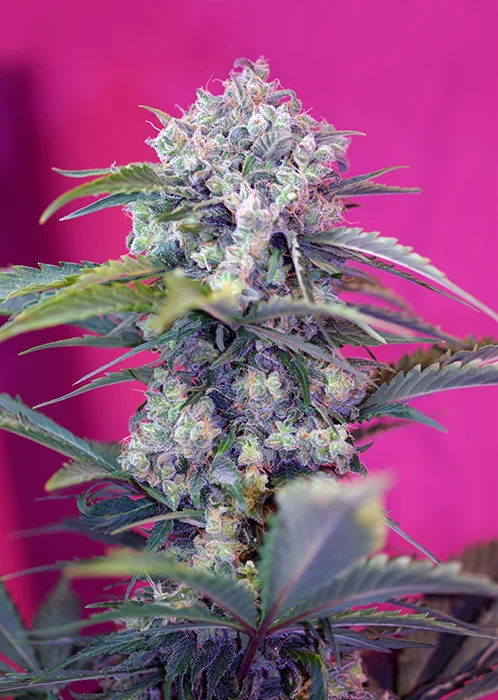 Cream Mandarine 3