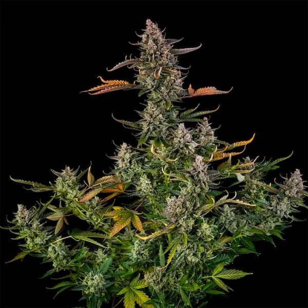 Triangle Kush 3