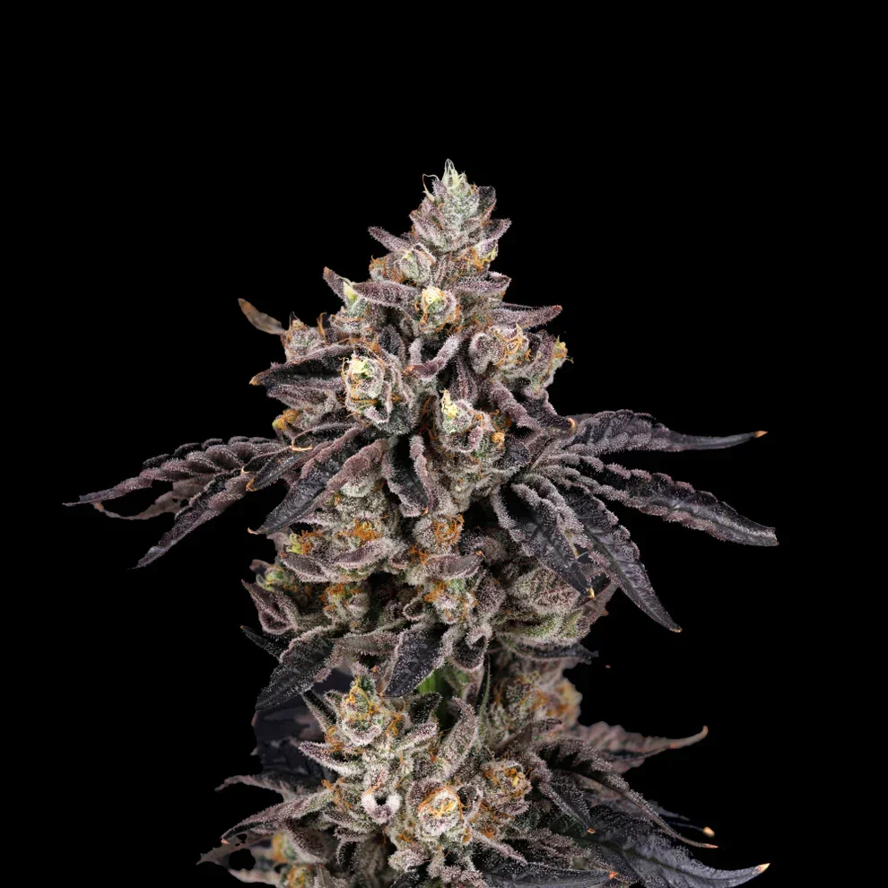 Cherry Biscotti