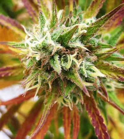 Lemon Og Kush 4