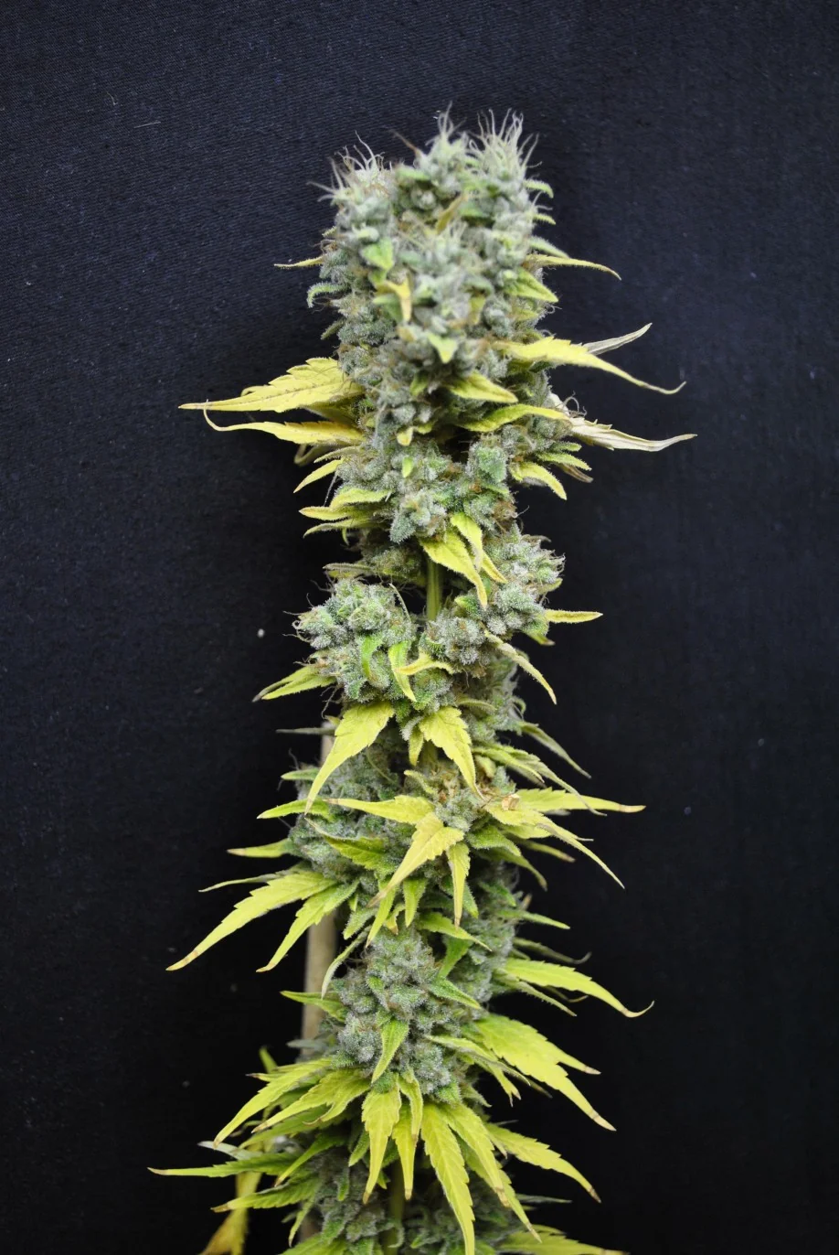 Cbd Skunk Haze 4