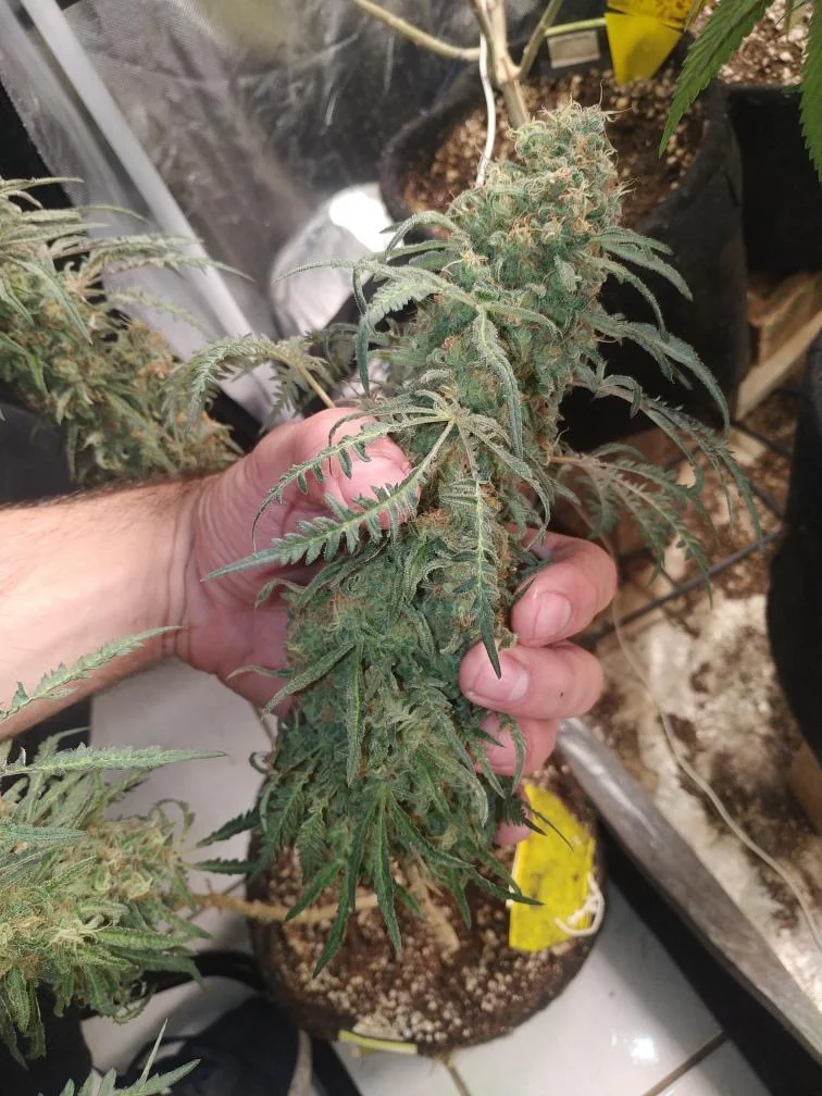 Haze Cbd