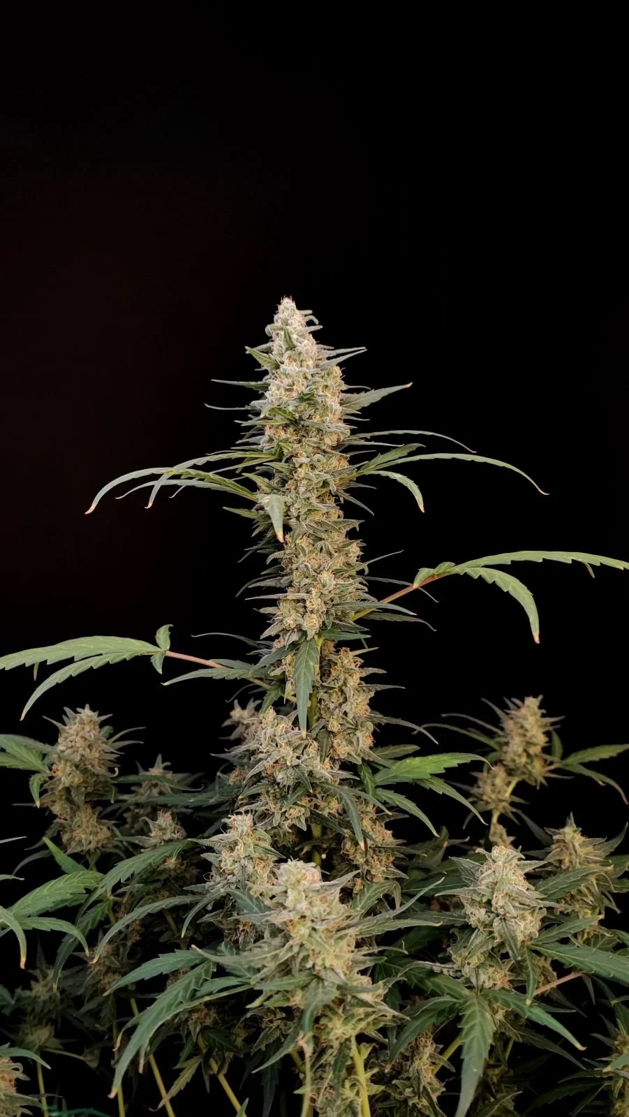 Critical Fastbud Latitudsurseeds