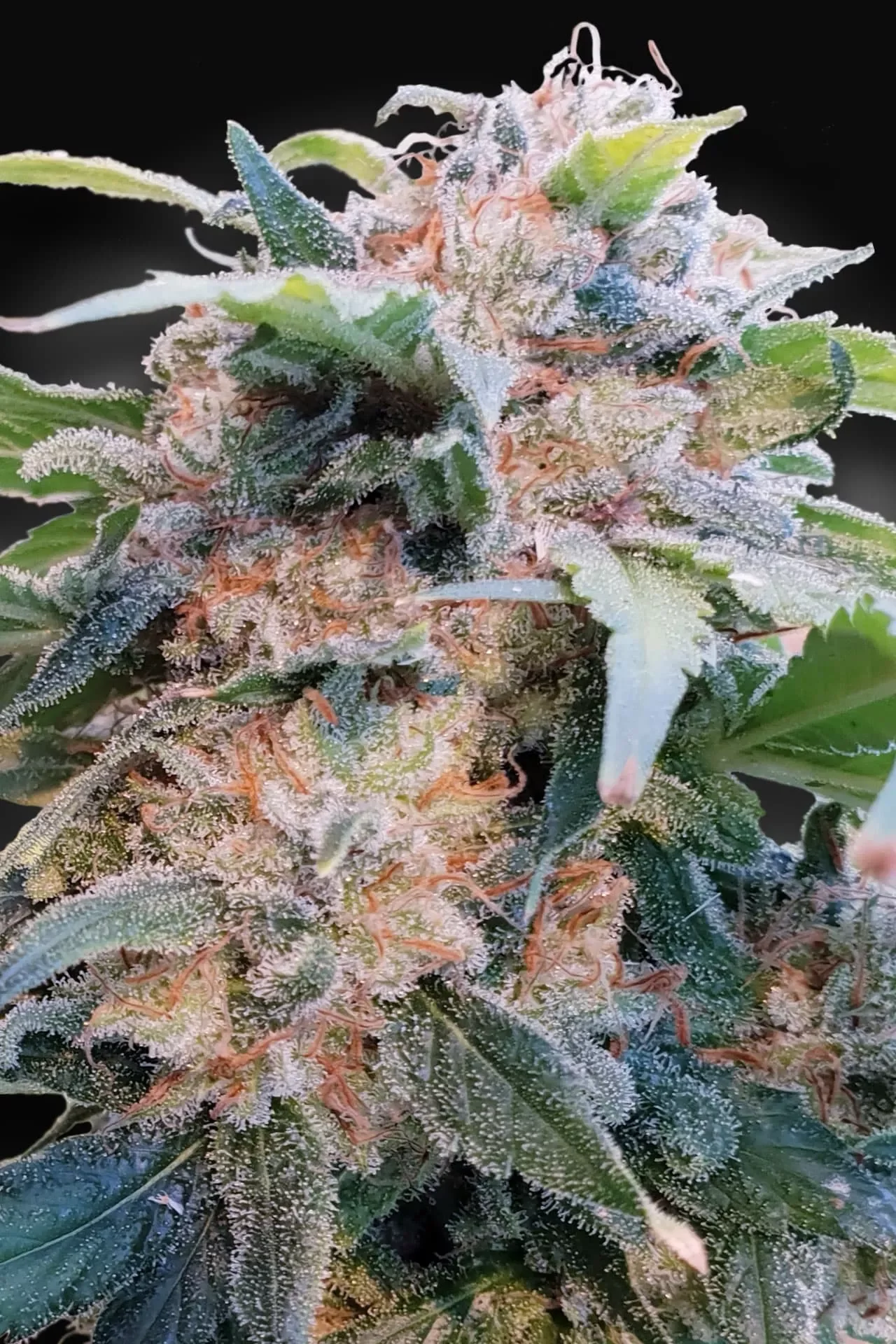 Cbdream 4