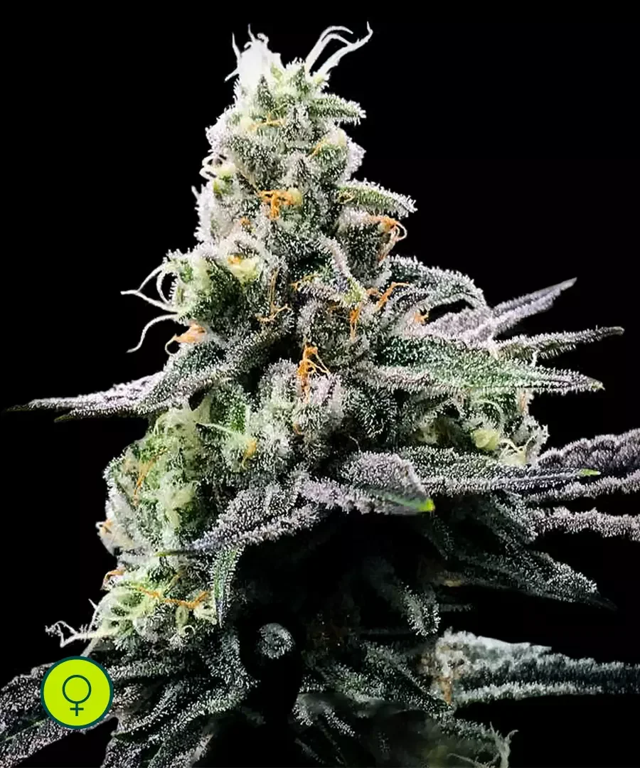 Purple Kosher