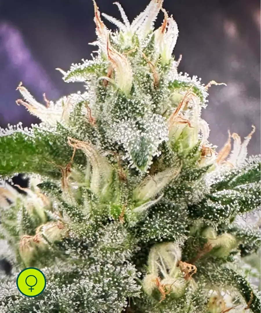 Honey Banana S
