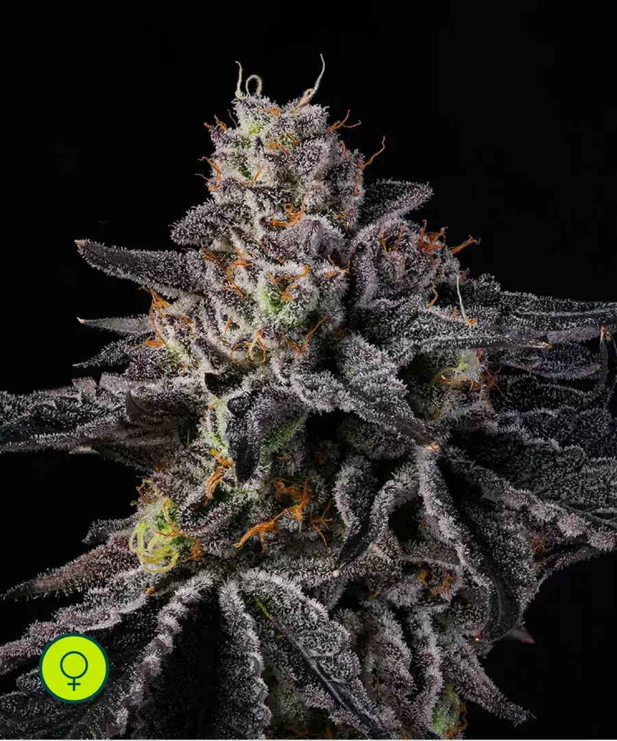 Rainbow Gelato