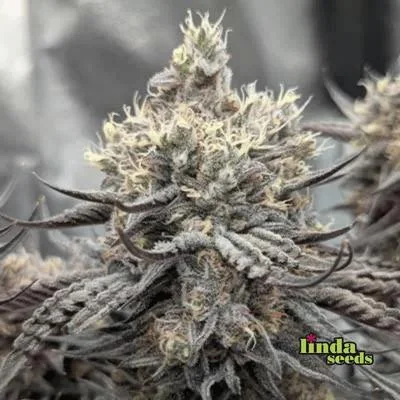Gmo 5