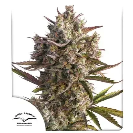 Blueberry Dutch Passion Com