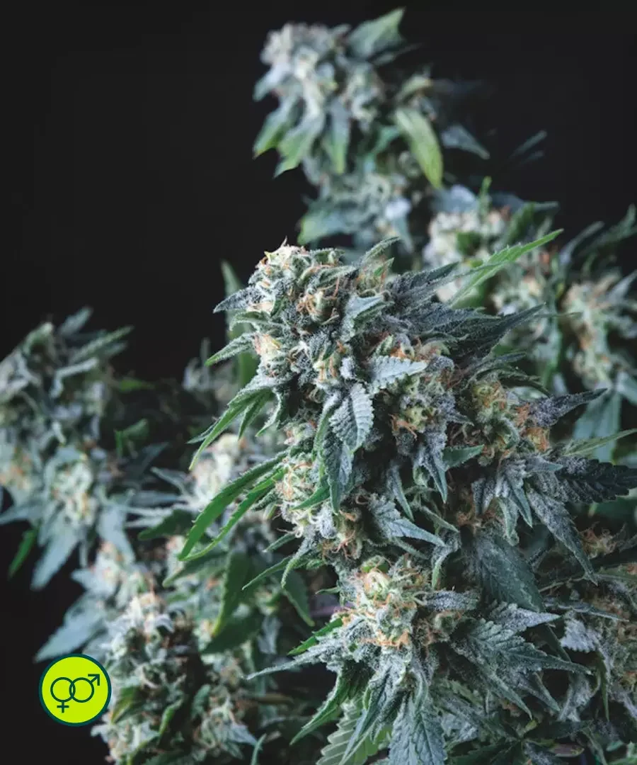 Amnesia Gold 3