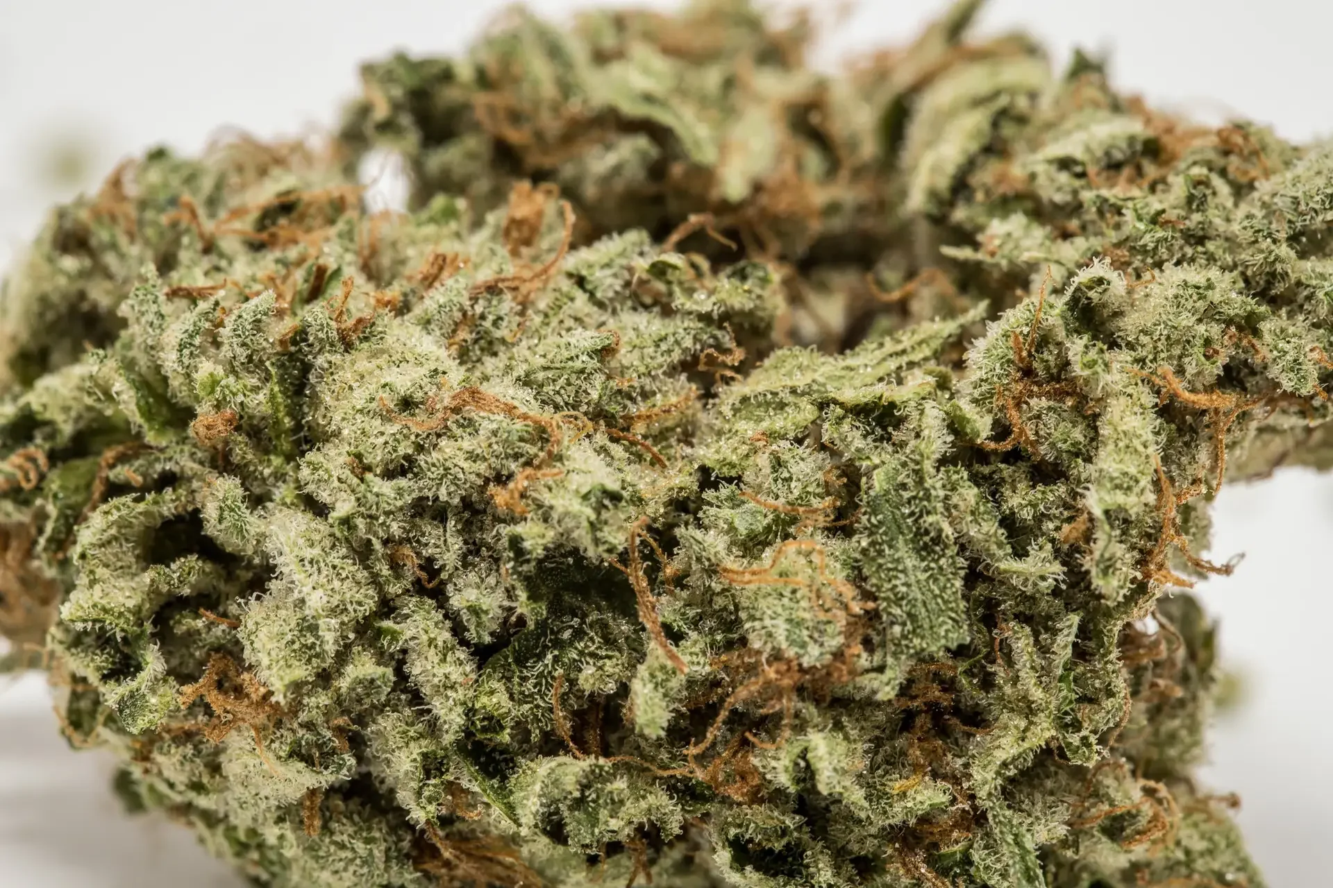 Risas Kush Latitudsurseeds 4