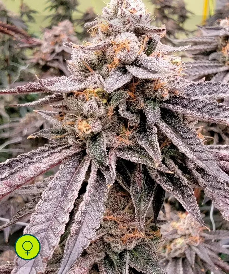 Atomic Tangerine