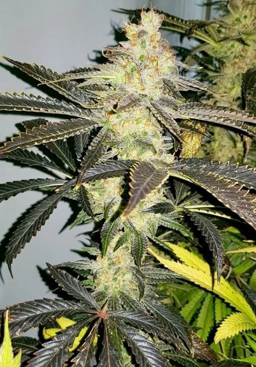 Jungle Cake 5