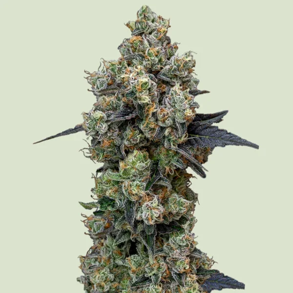 Orbital Banana F1 3