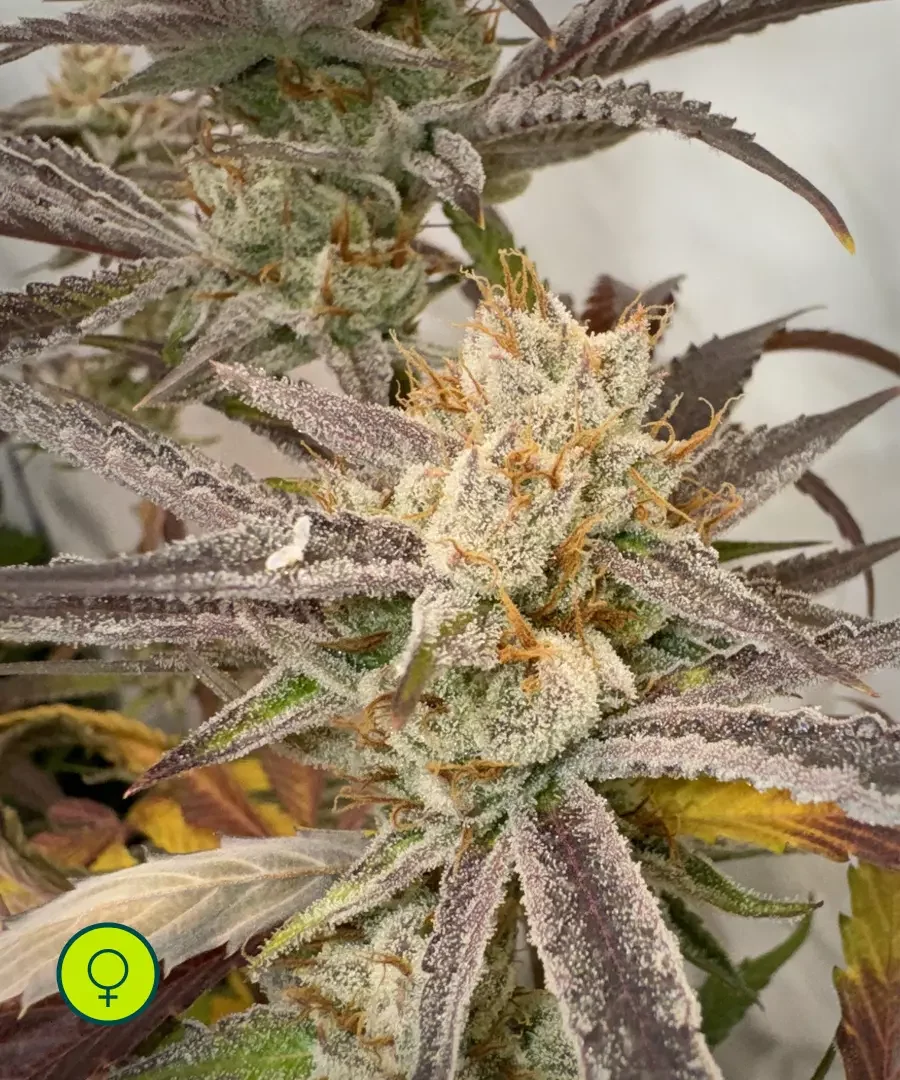 Pink Crumble 3