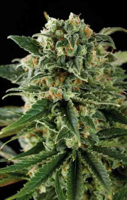 Critical 4