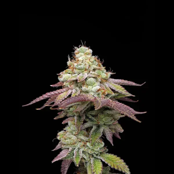 Tropical Zmoothie 4