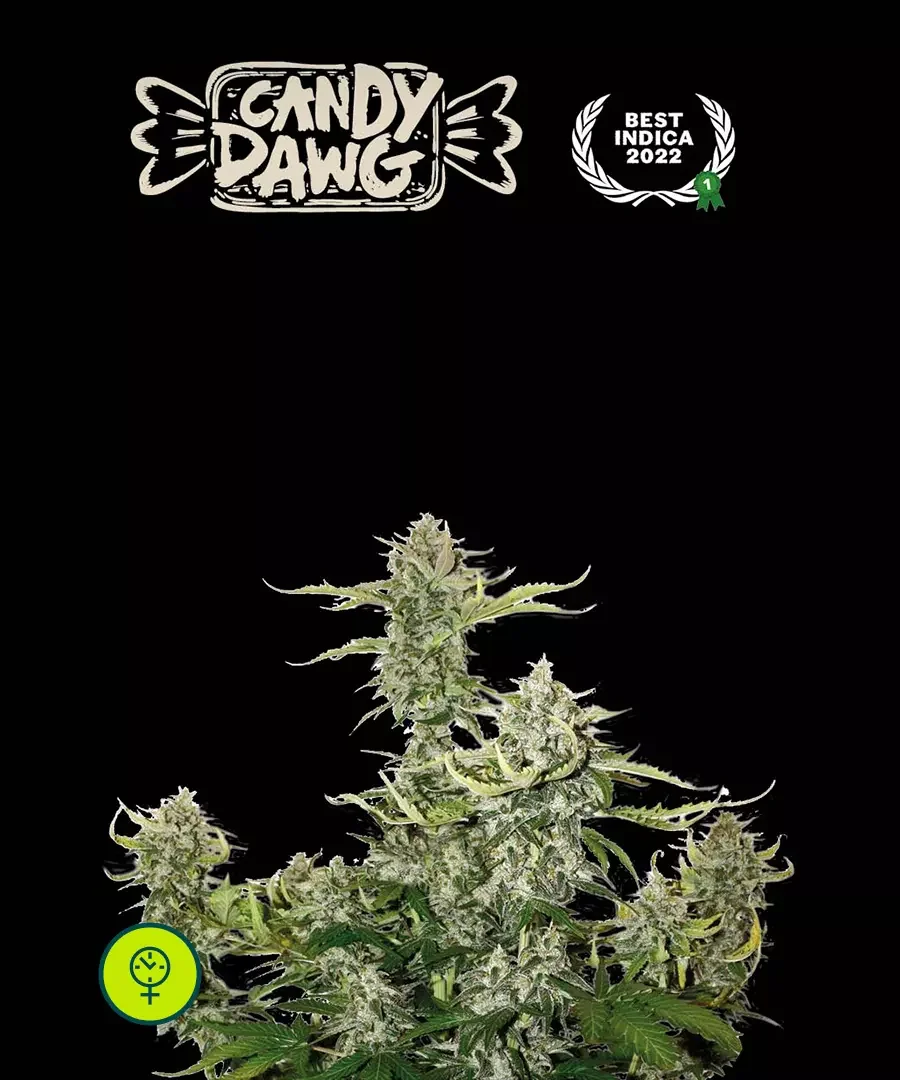 Candy Dawg