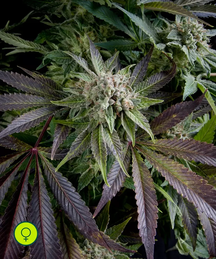 Blue Pyramid 4
