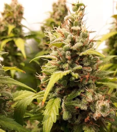 Critical Orange Punch 4