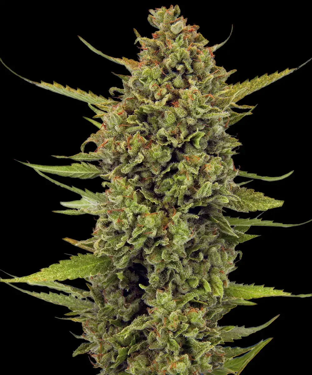 Acapulco Gold 5