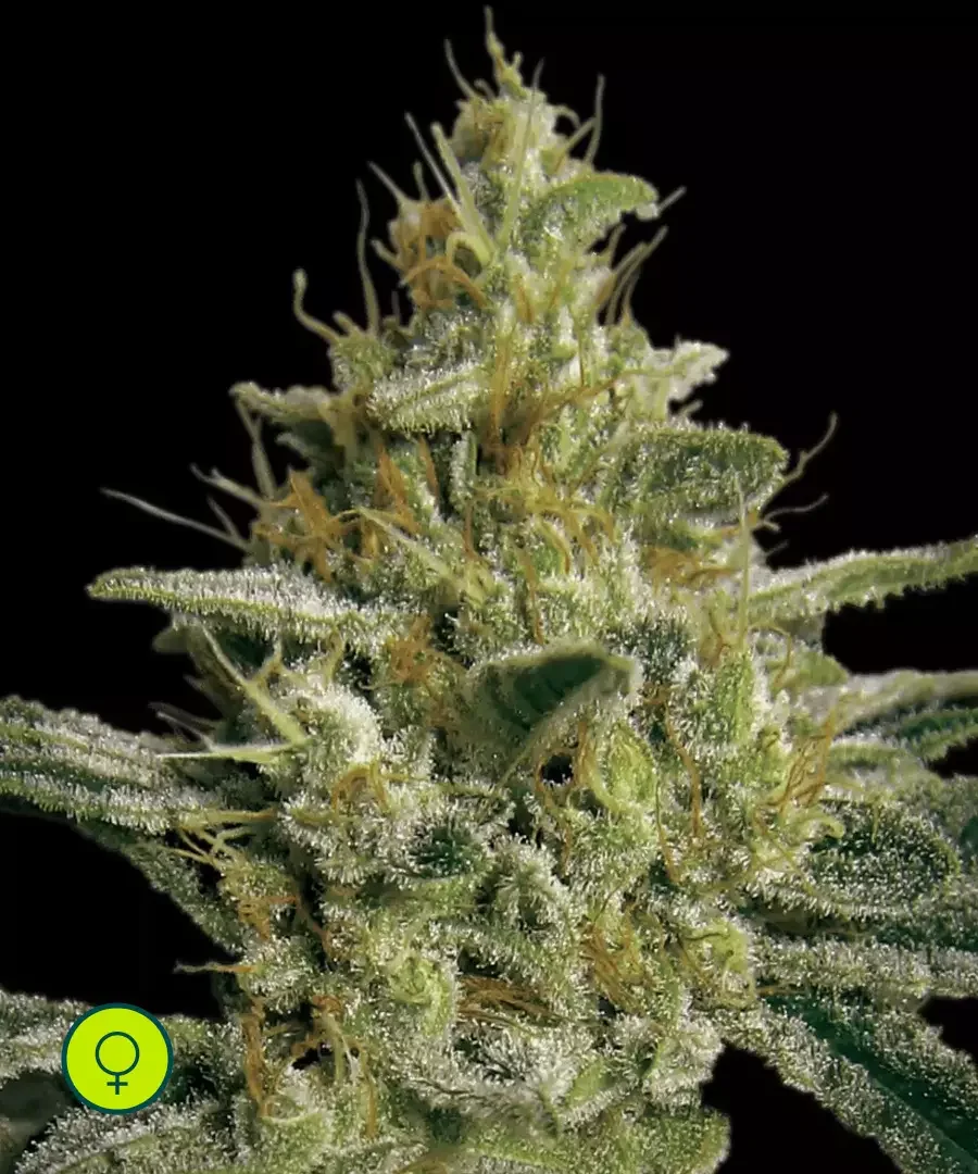 Allkush