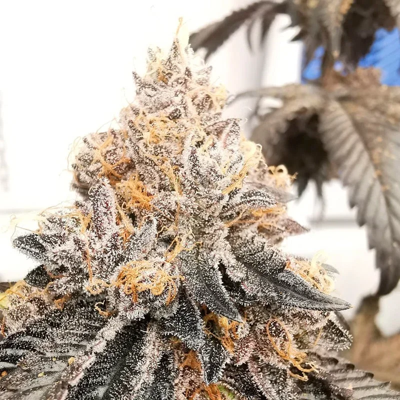 Mango Gelato