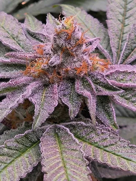 Grape Gelly Zkittles 3