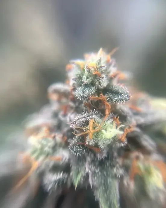 Humboldt Gelato 4