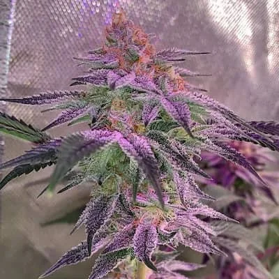 Forbidden Fruit Cake 2