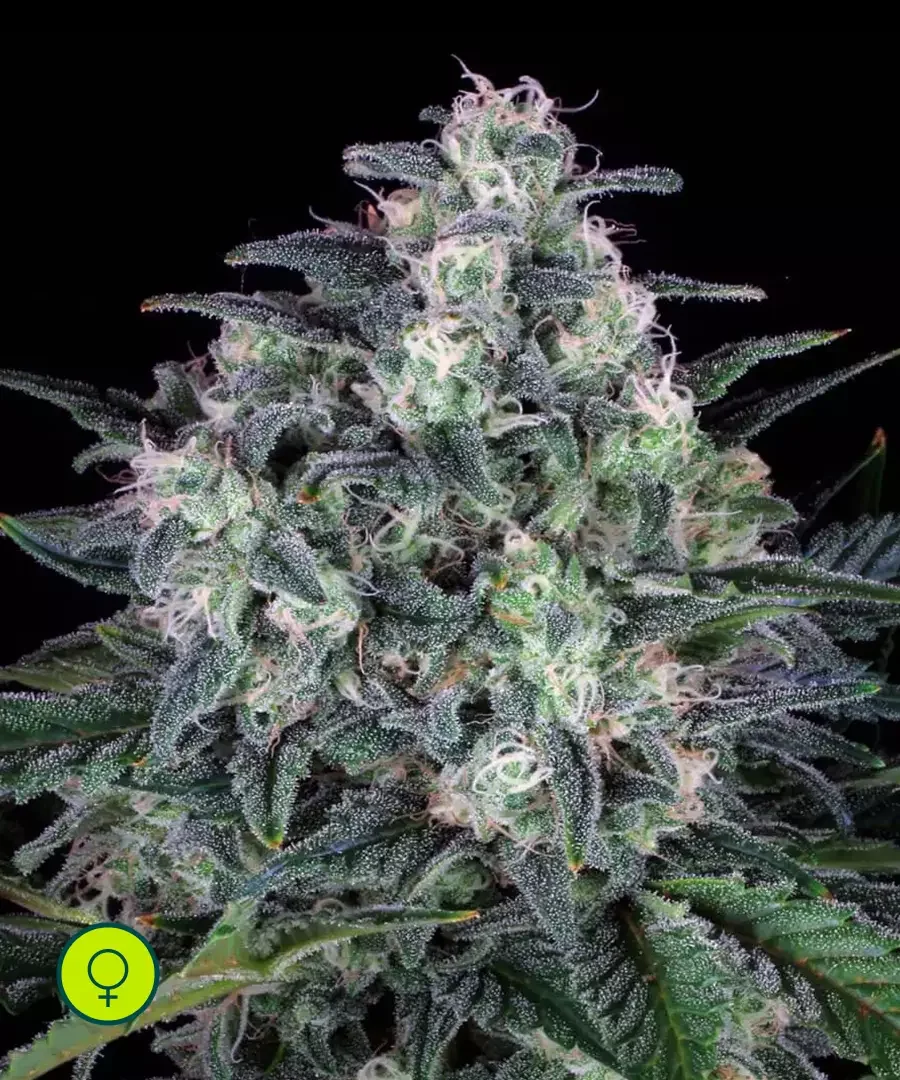 White Widow