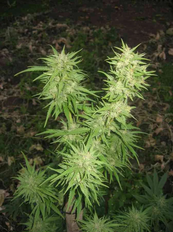 Pamir Gold 4