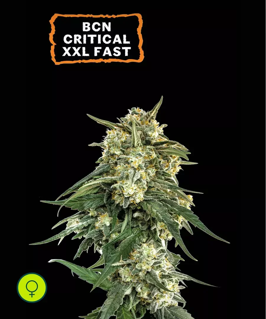 Bcn Critical Xxl 3