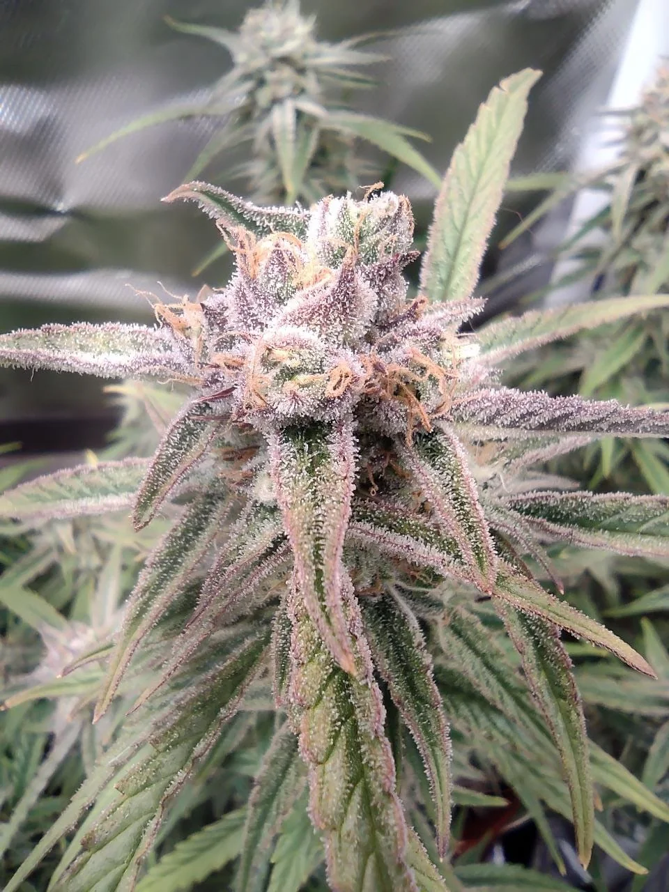 Eddy Super Bud