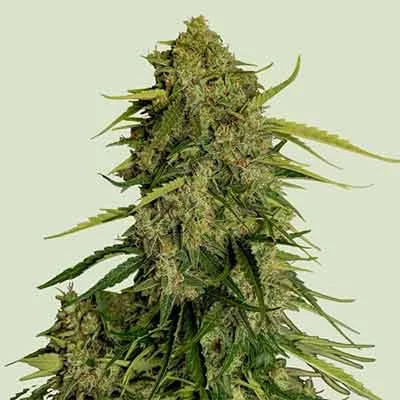 Atlas Cbd F1