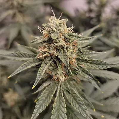 Sour Apple