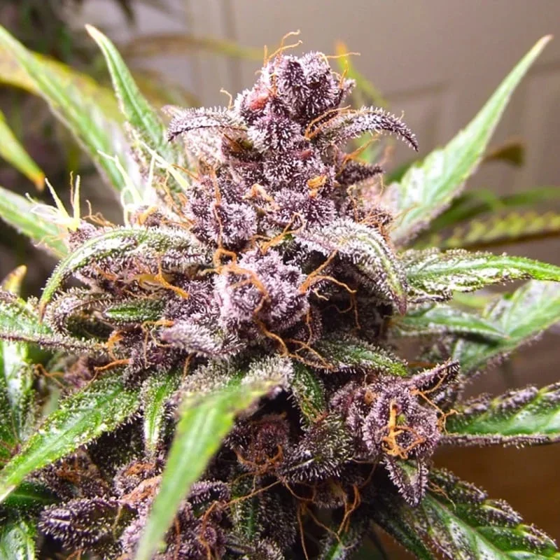 Blackberry Kush